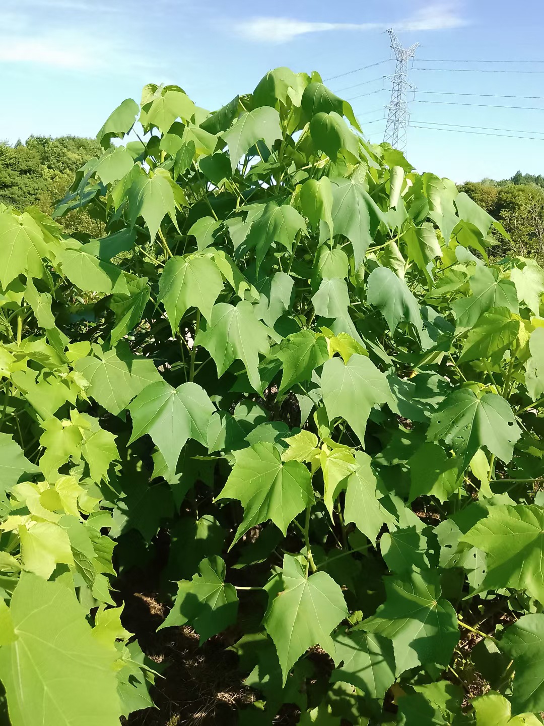 湖南基地木芙蓉花树苗 3-6公分 园林绿化市政工程丛生木芙蓉-阿里巴巴