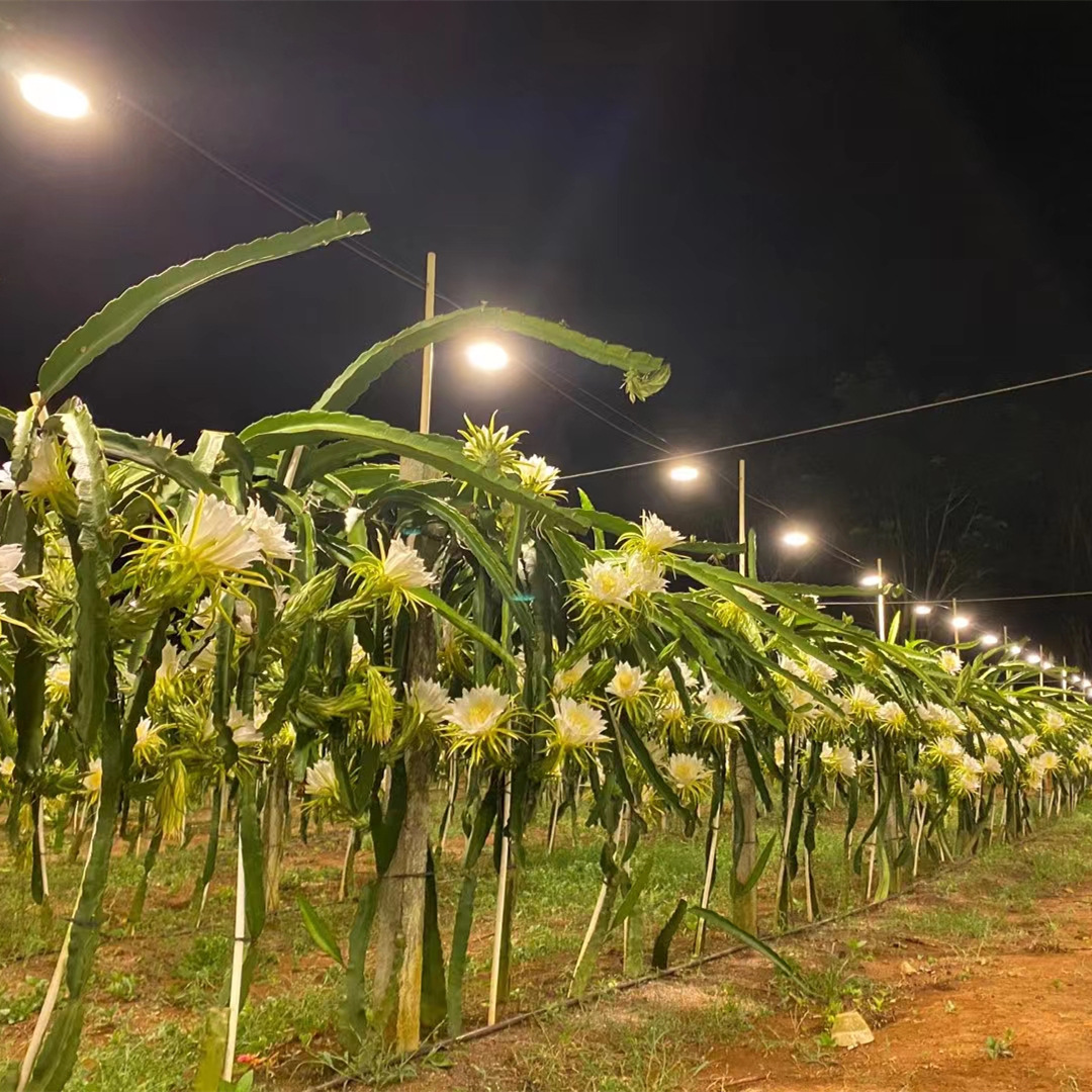 农业补光用灯串线火龙果灯串线户外防水e27灯座补光灯串联线