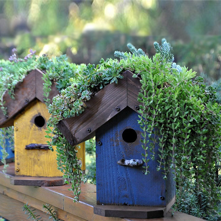 独立站新品living roof birdhouse生活屋顶鸟舍庭院装饰还能养鸟