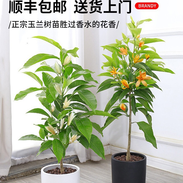白兰花玉兰树苗花卉黄角兰植物阳台室内绿植易活带花苞四季开盆栽