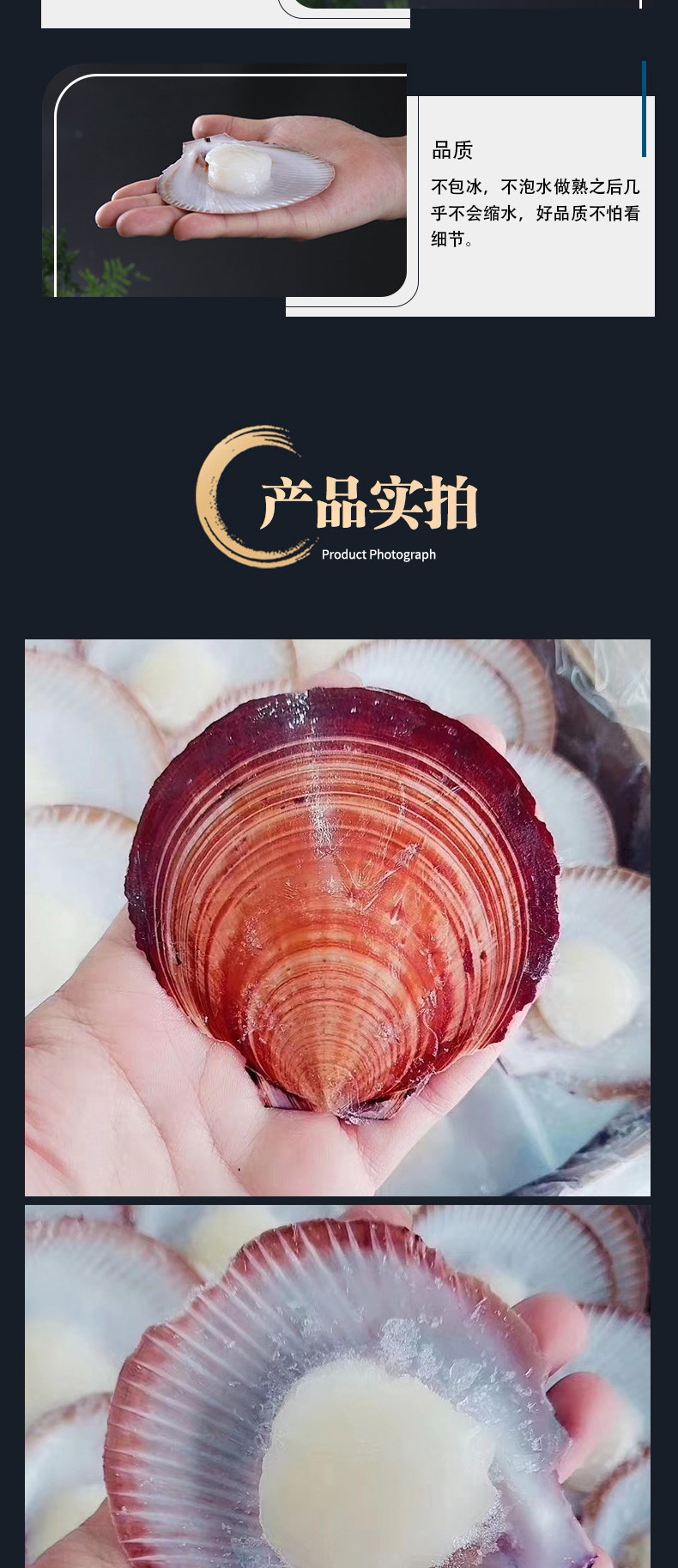 澳洲日月贝茶托贝生食刺身 进口海鲜扇贝 半壳日月贝美味海鲜扇贝