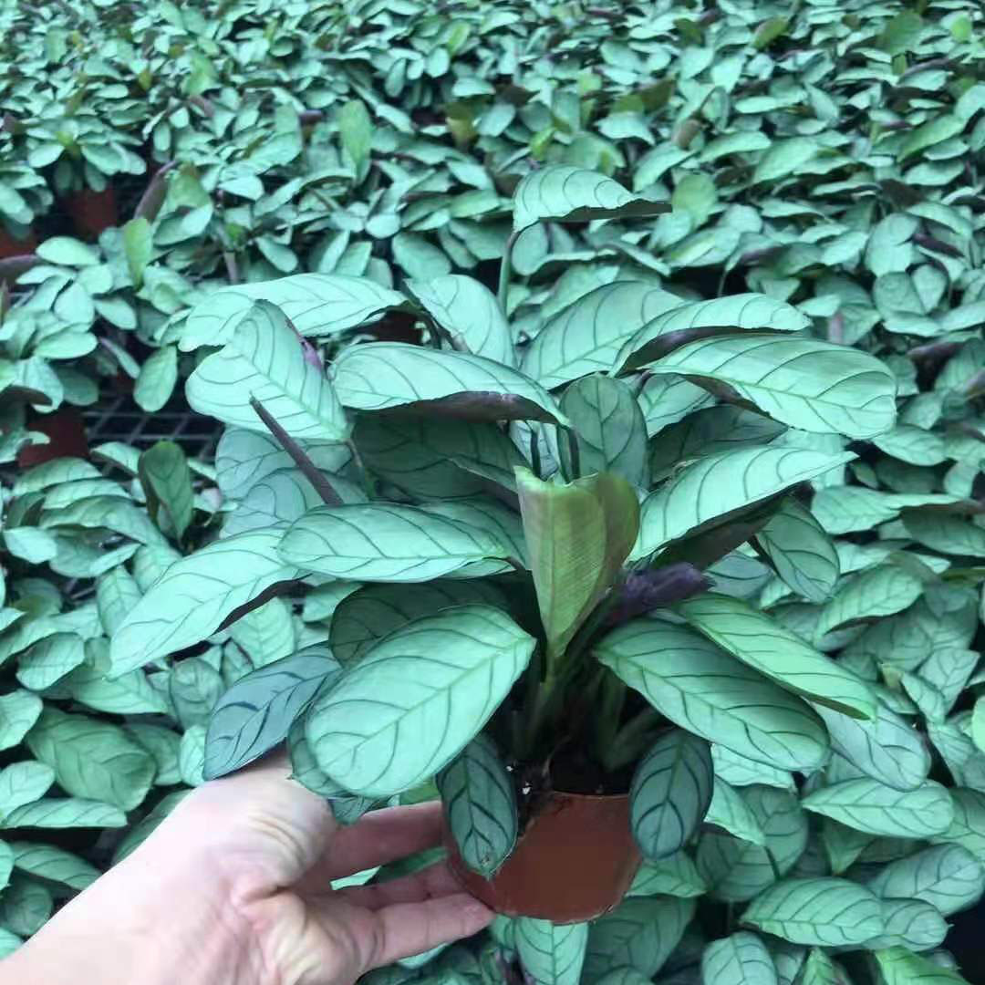 【基地直供】室内绿植 居家花卉盆栽 净化空气 110#银纹竹芋-阿里巴巴