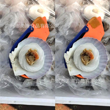 8-10cm粉丝扇贝夏夷扇贝自助餐用粉丝半壳扇贝100个/箱大约5kg/件