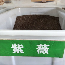 新采紫薇种子 美国红火箭紫薇种子 国旗红花 粉花紫薇树种子