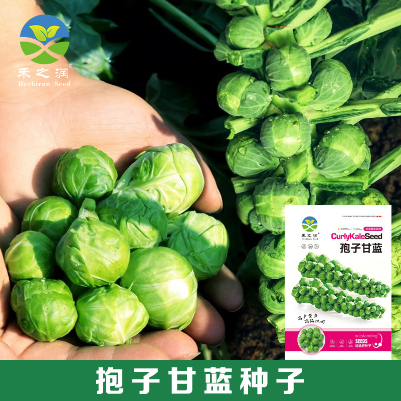 孢子甘蓝种子卷心菜种子小甘蓝蔬菜种子大全四季菜种子厂家批发