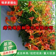 凌霄花批发庭院别墅装饰墙体绿化攀援花卉藤本植物炮仗花爬藤植物