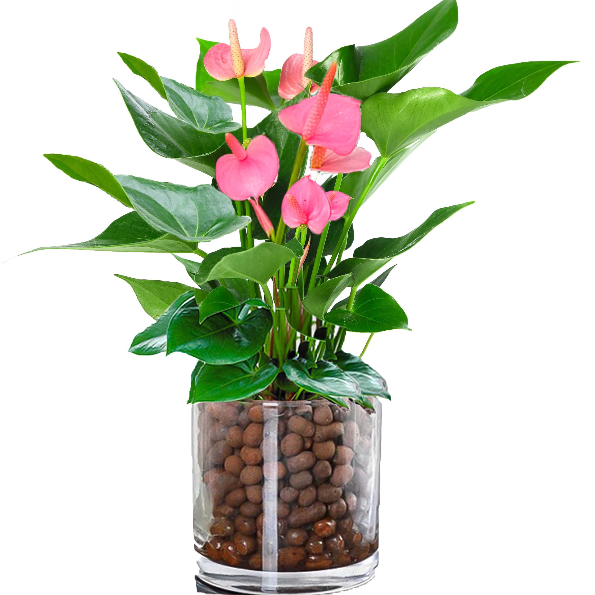 粉掌白掌盆栽植物室内花卉好养水培一帆风顺红掌水养四季常青绿植