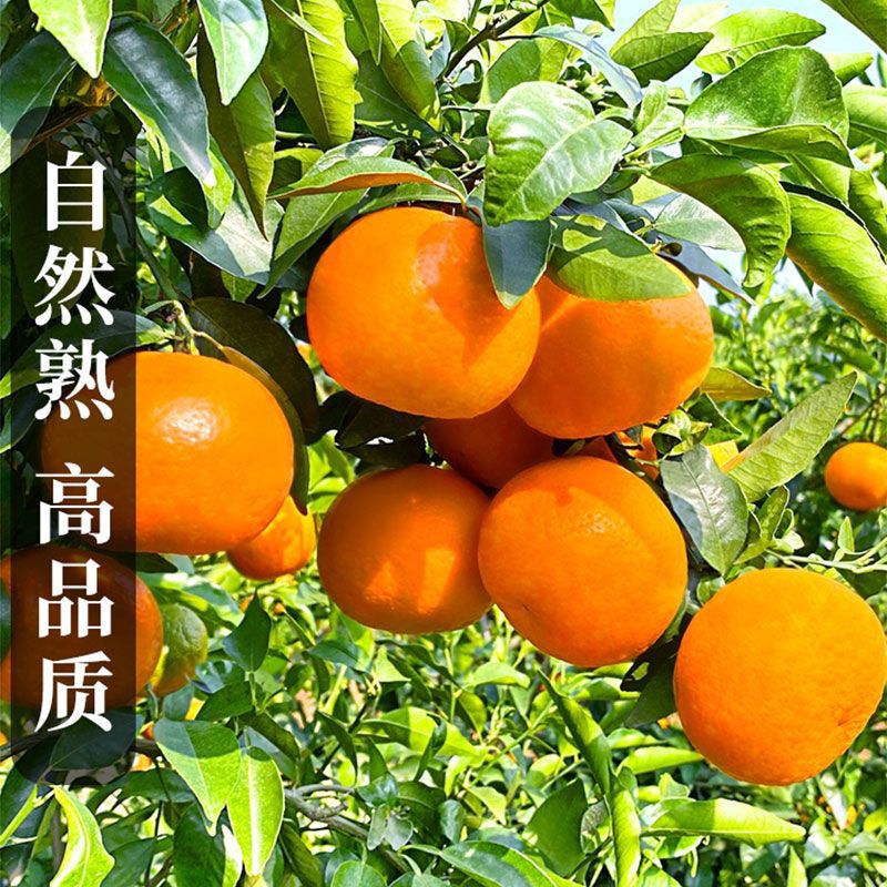 广西武鸣沃柑新鲜现摘水果薄皮桔子甜整箱批发独立站跨境混批