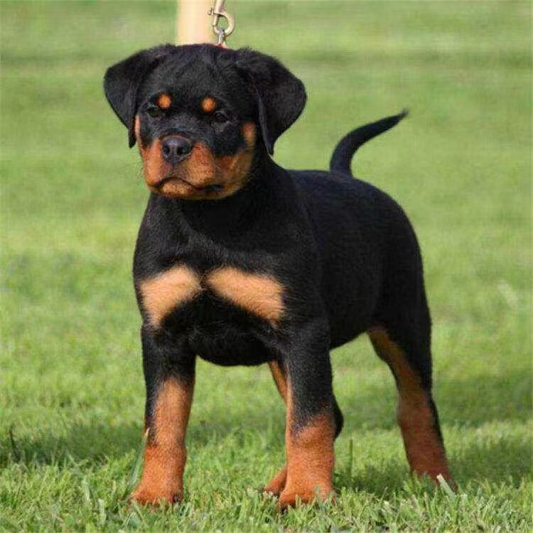 纯种德系罗威纳犬幼犬活体 大型警犬家庭护卫犬 赛级罗威纳幼崽