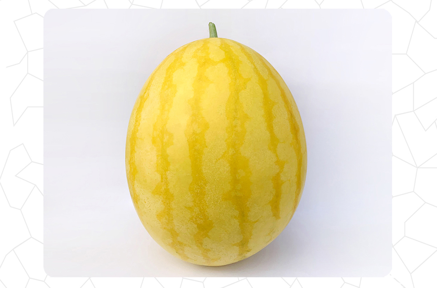 中科茂华瓜果种子兰月西瓜种子果型高圆果肉黄皮黄肉礼品西瓜种子