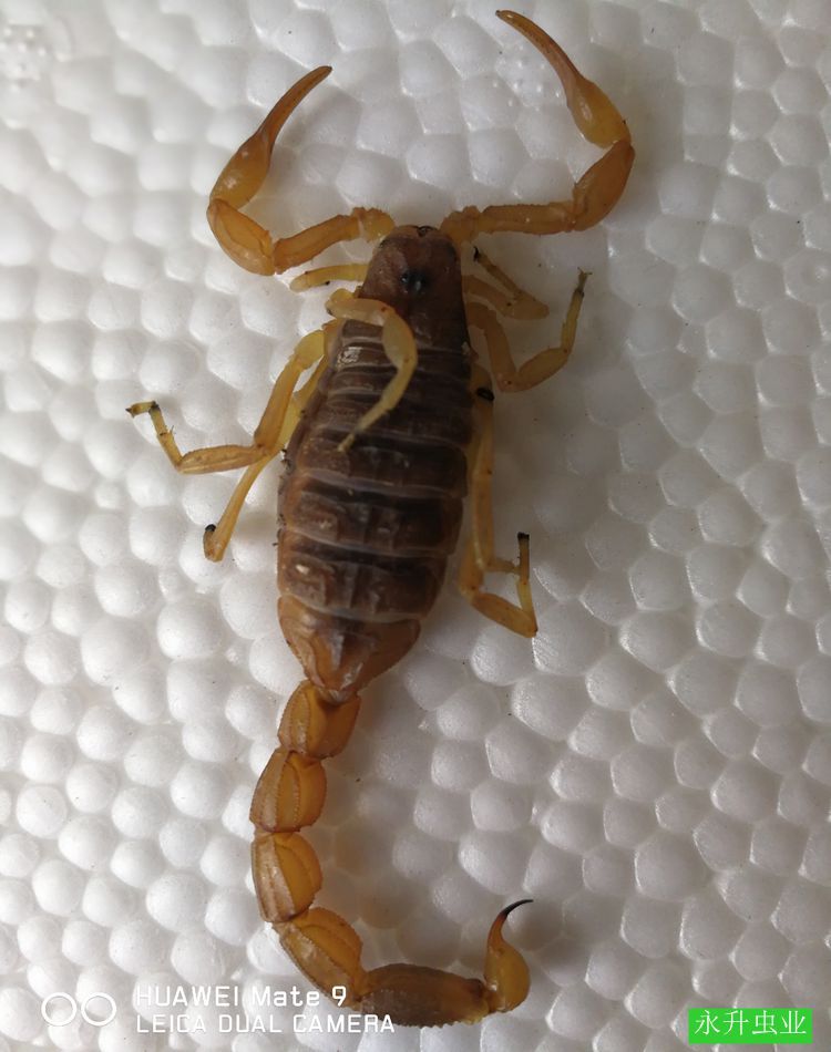 蝎子活体伏牛山十足全蝎活蝎子全虫煲汤入药油炸泡酒食用