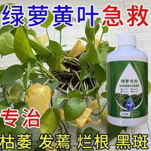 绿萝营养液家用盆栽水培养花植物防黄叶发财树通用型