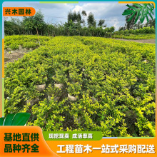 惠州基地批发福建茶黄金芽茶苗 茶叶苗绿茶树苗 园林种植茶树绿植