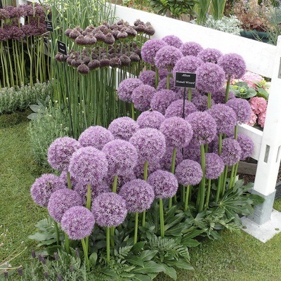 大花葱种球种子耐寒花卉盆栽植物庭院地栽大葱花球根四季易活荷兰