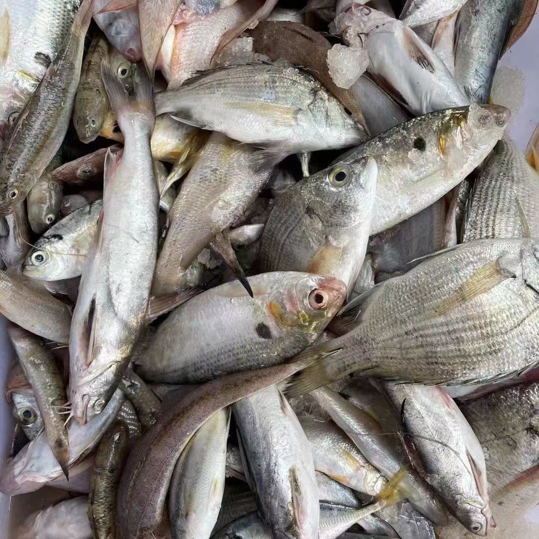 湛江自家渔船网捕野生令吉鱼鲮鲫鱼烧烤店酒店用鲫鱼海鲫鱼黄鱼鱼