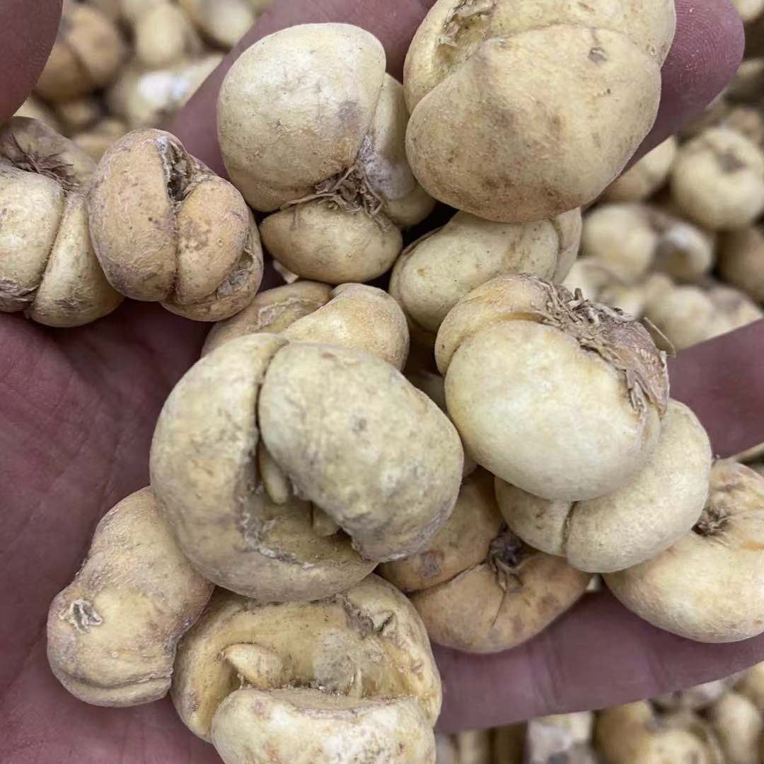 贝母中药材批发贝母 川贝母 松贝母贝母粉大贝母无熏硫承接各规格