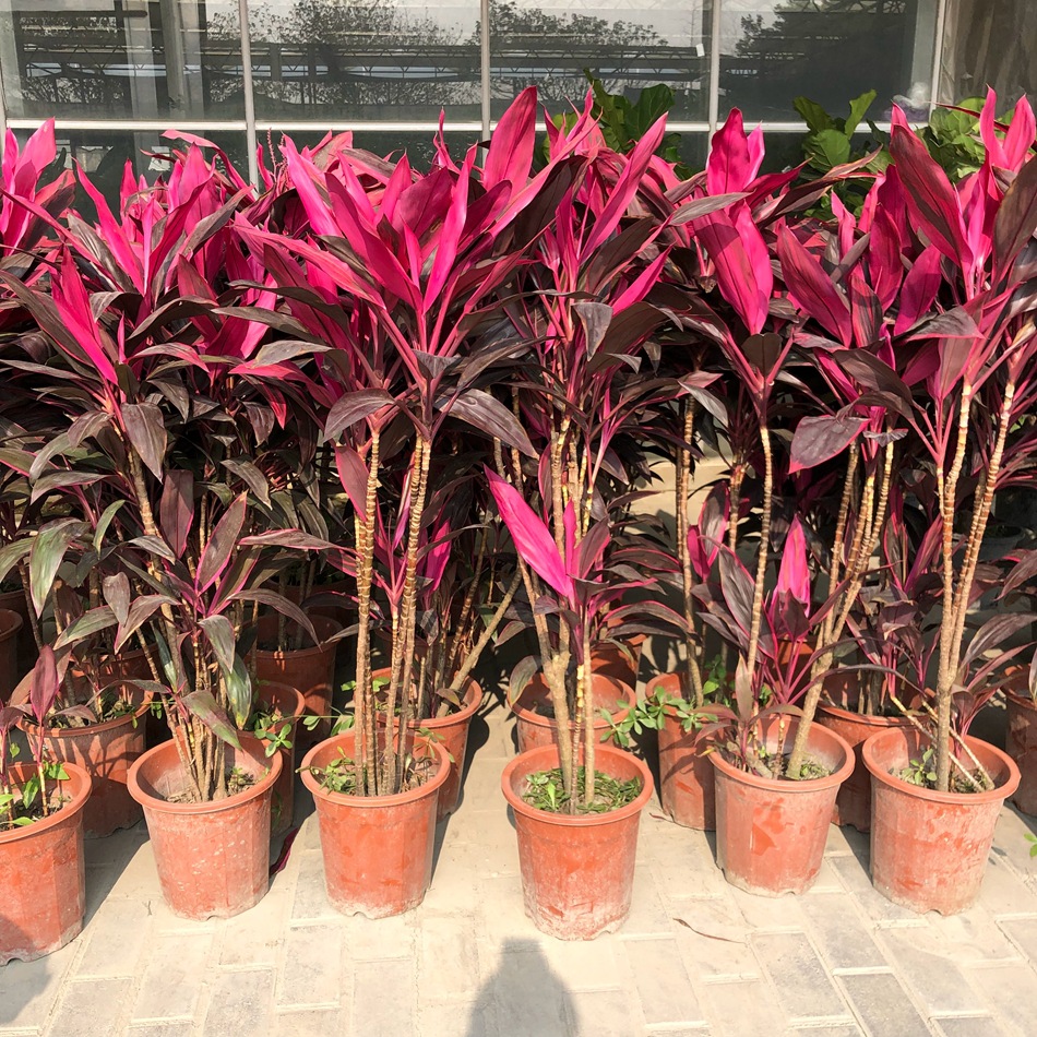 高杆红叶朱蕉盆栽 红叶铁树 千年木 办公室商业摆放 成都绿植租摆