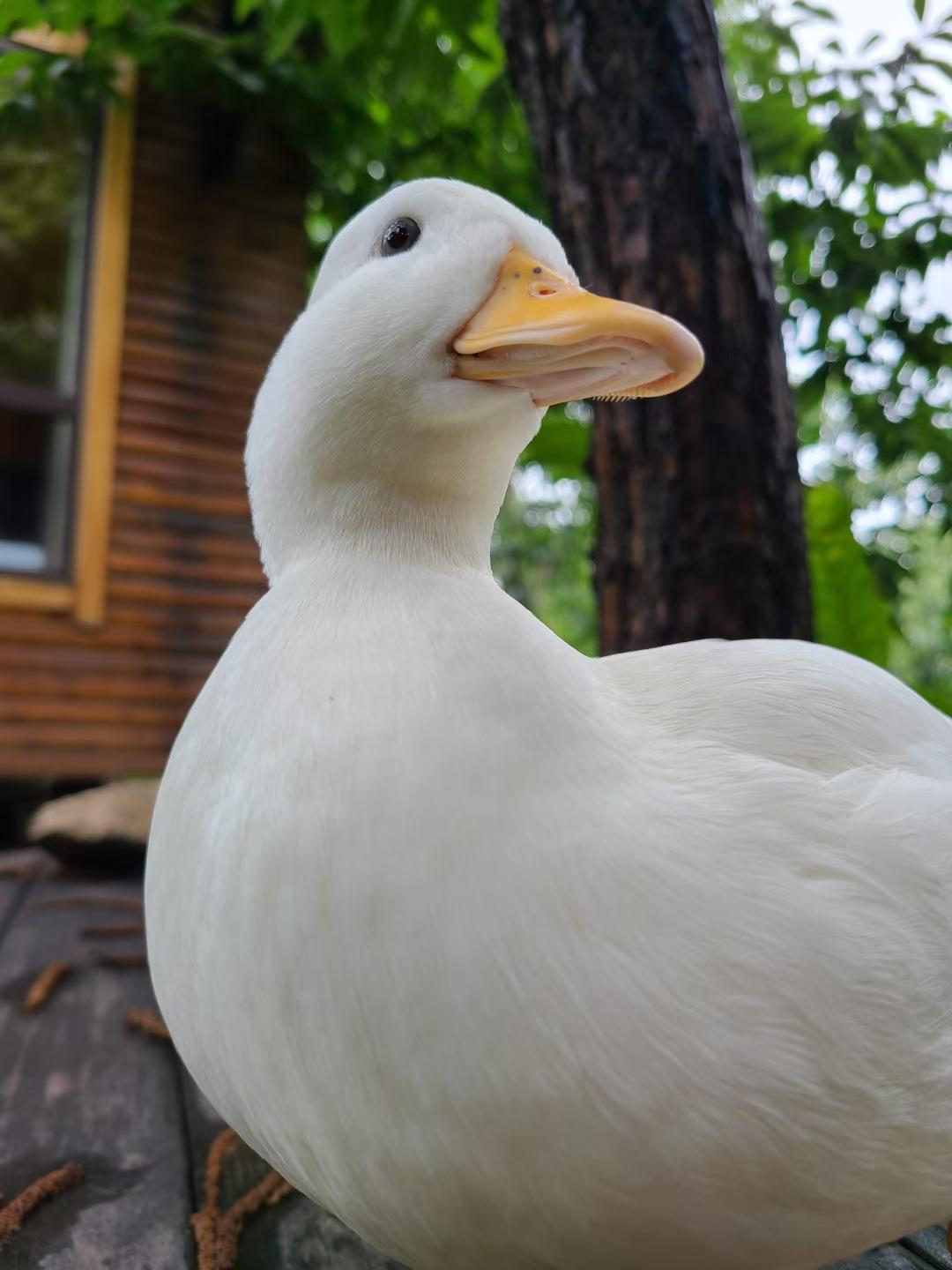 萌宠柯尔鸭出售观赏小鸭子柯尔鸭活体哪里有卖的一只宠物鸭多少钱