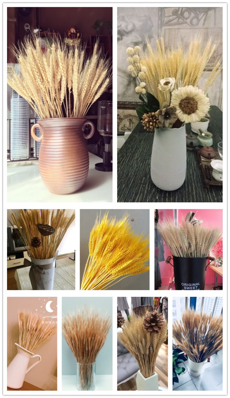 大麦花束开业摆台天然黄金麦穗干花摆件装饰花篮仿真摆设摄影道具