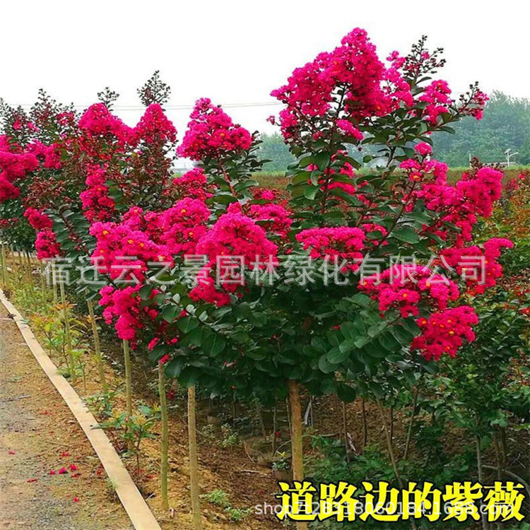 紫薇40-50厘米高是否跨境出口专供货源否品牌云之景园林是否新品种否