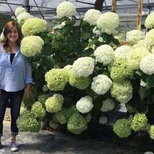 贝拉安娜绣球花苗耐寒耐晒大花木绣球庭院绿植香草草莓石灰灯