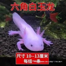 淡水冷水鱼六角恐龙鱼观赏鱼金鱼宠物鱼苗锦鲤鱼水族爬行宠物鱼