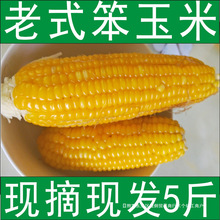 米5斤笨玉玉米棒转基因笨现发非老式装生玉米新鲜老玉米现摘玉米
