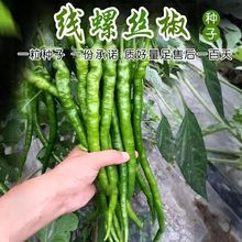 螺丝线椒种子薄皮长线椒新品种早熟南方本地蔬菜种籽特辣