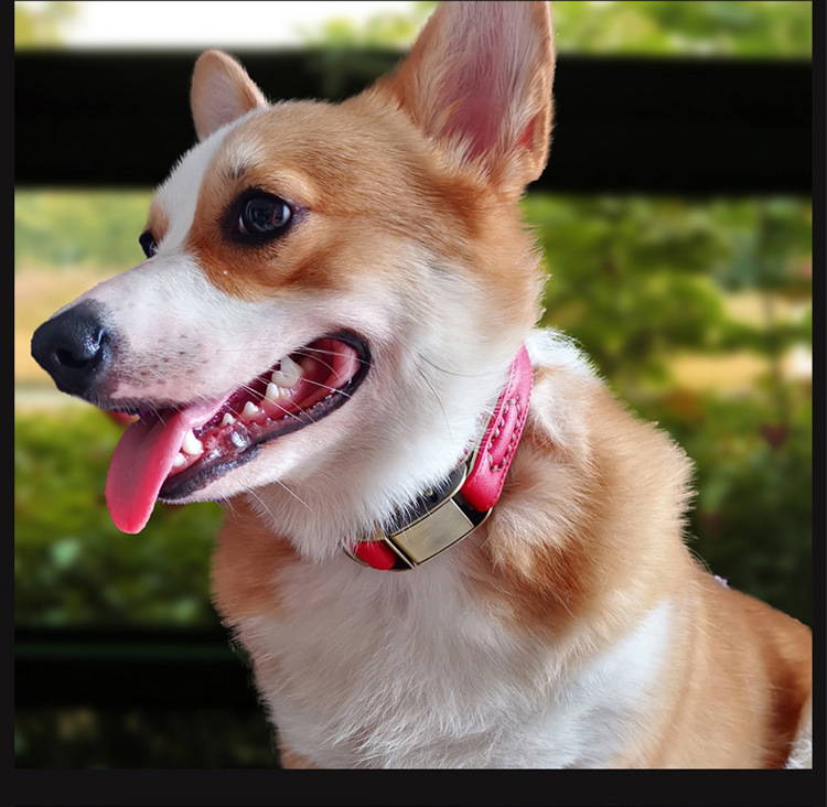 0cm宽 中小型犬狗脖套狗脖圈贵宾亚马逊热销款