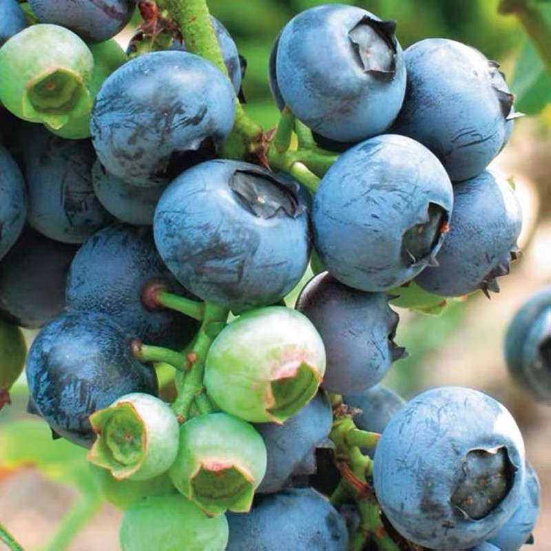 蓝莓树苗 蓝莓苗 南方果树苗 黑珍珠蓝莓 3年当年结果