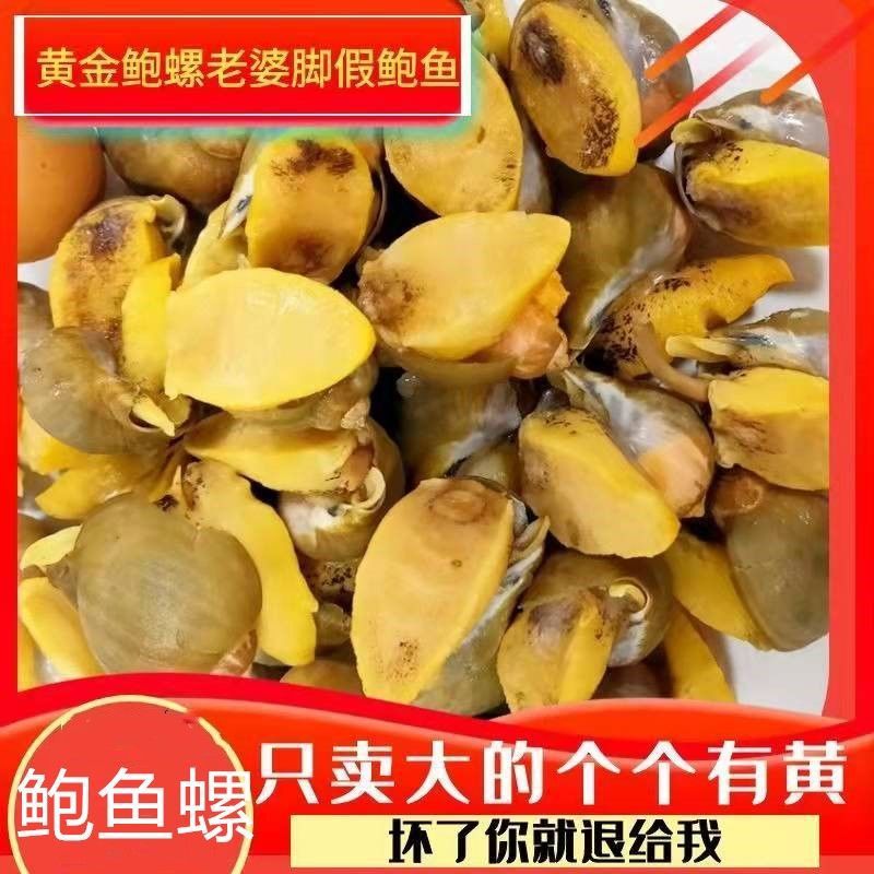 假鲍鱼 老婆脚 黄金鲍鱼螺 海蜗牛丹东特产老婆脚 速冻水产 海鲜