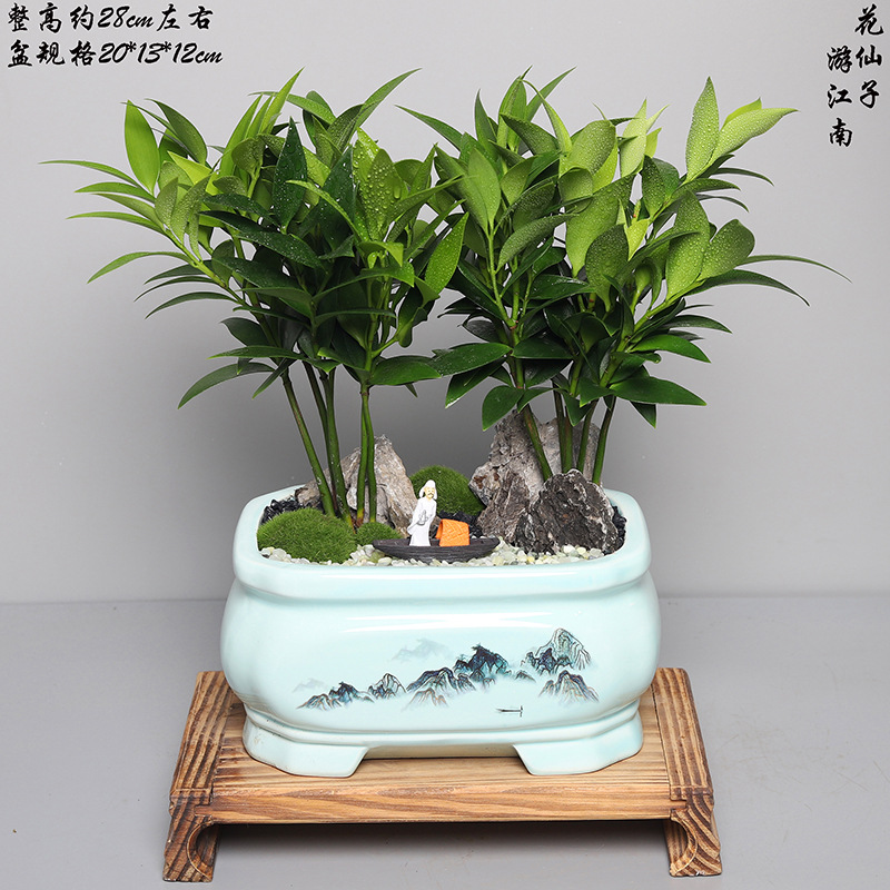 批发圆叶竹柏 雀梅盆景六月雪树桩植物室内客厅四季常青