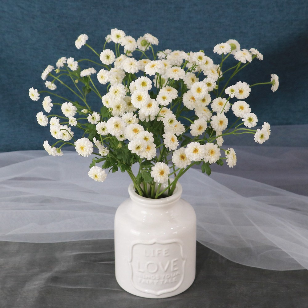 【洋甘菊】小清新 家居办公插花 花期长 云南基地直发