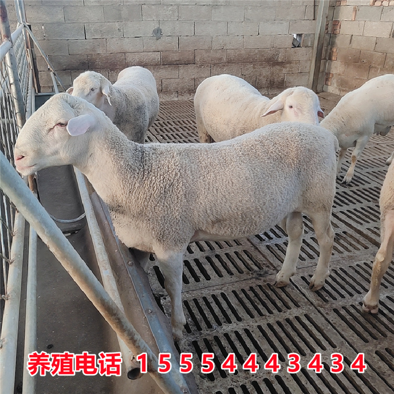 澳洲白小尾寒羊萨福克羊小绵羊糕黑头绵羊湖羊母羊