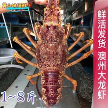 鲜活南非龙虾仔 澳龙仔 小澳龙刺身进口生猛海鲜南非龙虾_阿里巴巴找