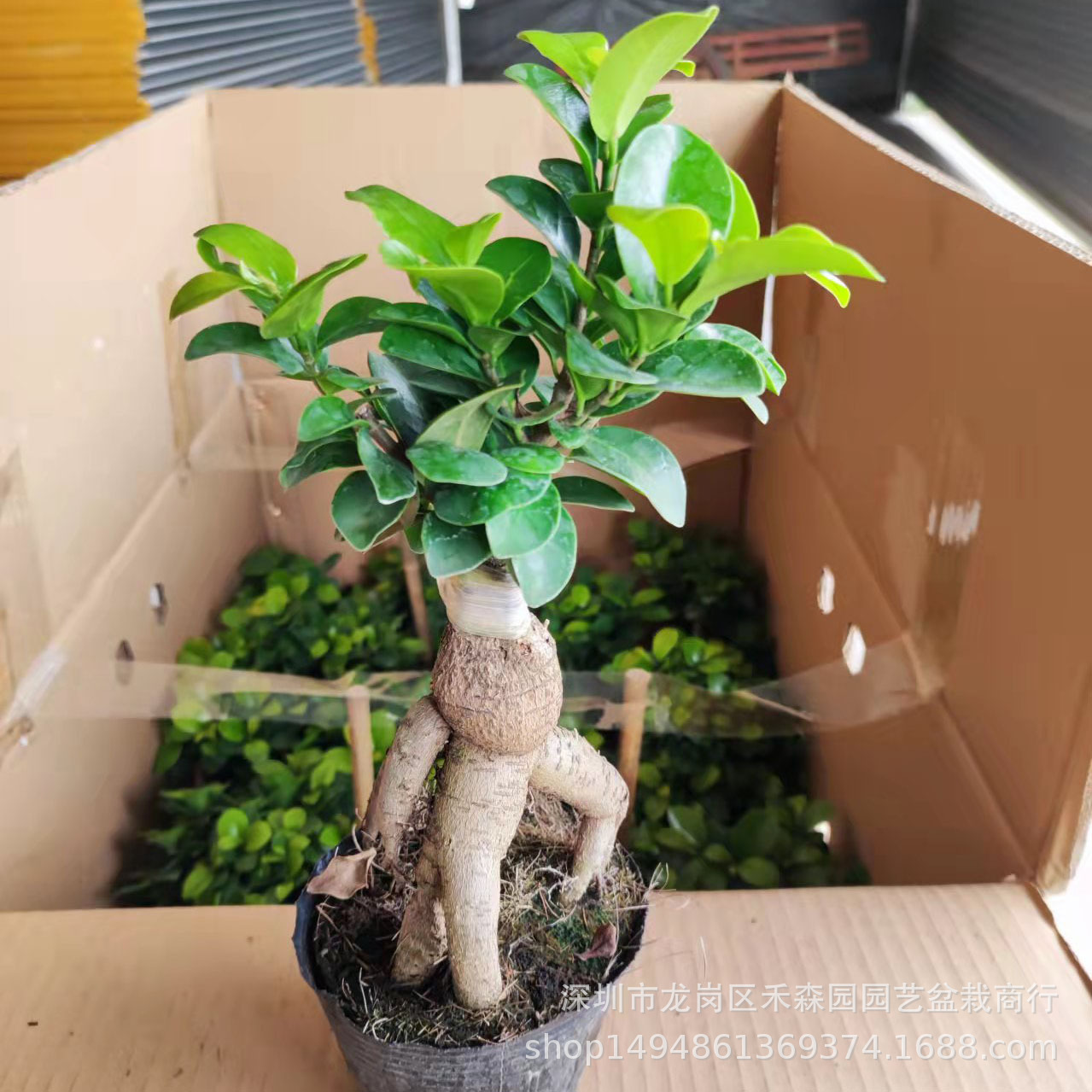 基地批发造型树盆景小叶榕提根盆栽迷你桌面绿植室内常青人参榕
