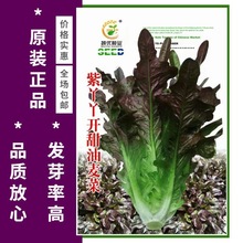 红油麦菜种子小白菜种孑火锅蔬菜种籽种叶菜快菜种籽四季春季盆栽