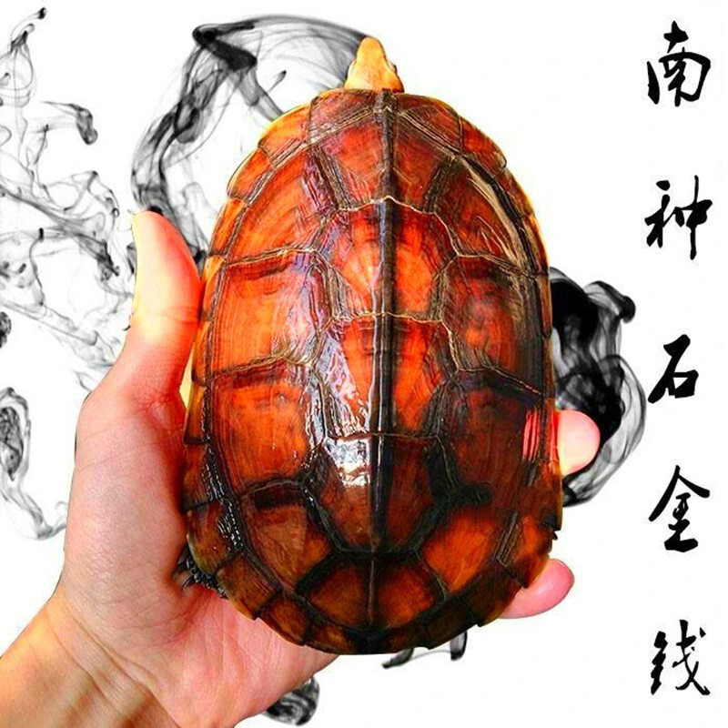 招财金龟 纯种黄金龟黄侯龟活体南石苗越南苗黄金南石龟长寿龟宠