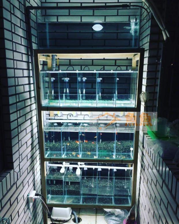孔雀鱼系统缸繁殖组缸水族箱小金鱼多层养殖可见养殖水产小丑鱼