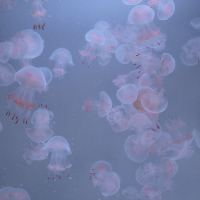 网红夜市摆摊观赏水母活物100只赤月小水母无毒宠物水母顺丰包邮