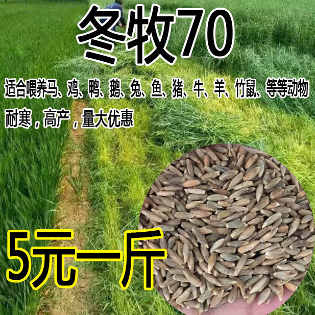 牧草种子多年生黑麦草种子耐寒冬牧70种子养牛羊鸡鹅鱼苜蓿草种籽