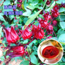 玫瑰茄洛神花种子商用树苗盆栽花苗红桃k花种云南种籽种孑红金梅