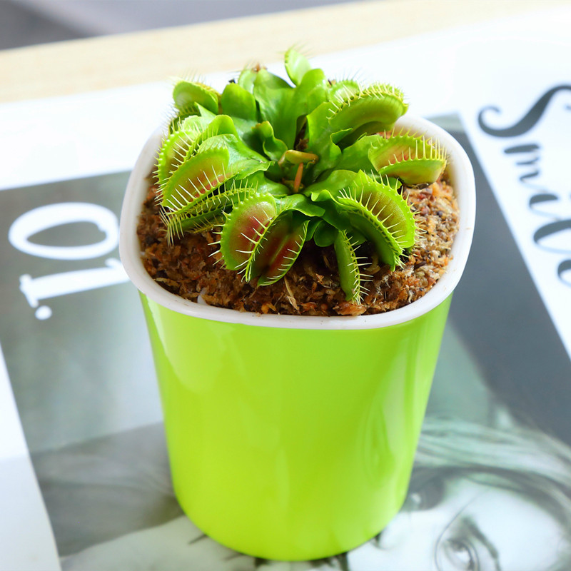 捕蝇草盆栽猪笼草食虫食人花卉水培植物茅膏菜驱蚊绿植捕虫草 图片