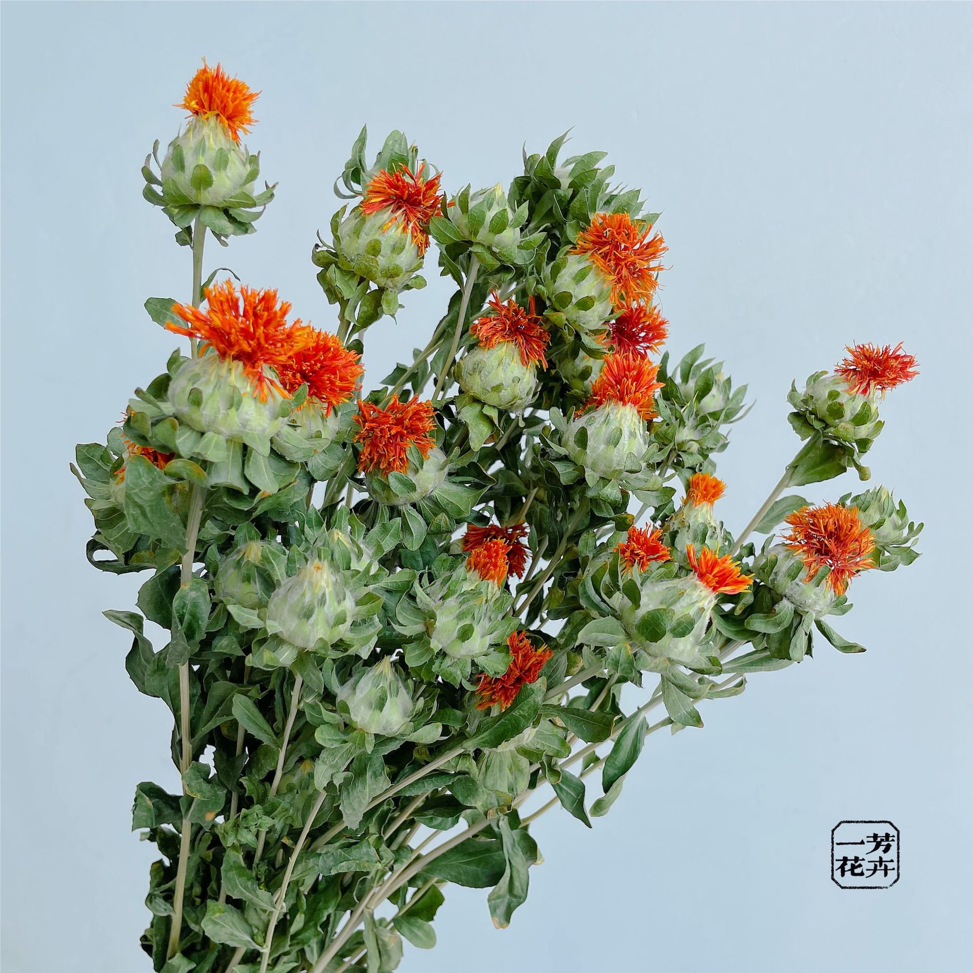 橙菠萝干花花束菠萝花小雏菊菠萝菊干花装饰客厅家居摆件花束配材