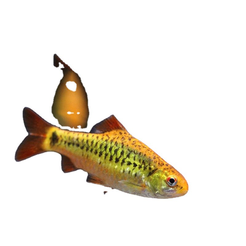 金光灯鱼 金条灯鱼活体小型鱼群游灯科鱼热带观赏鱼渔场大量 批发