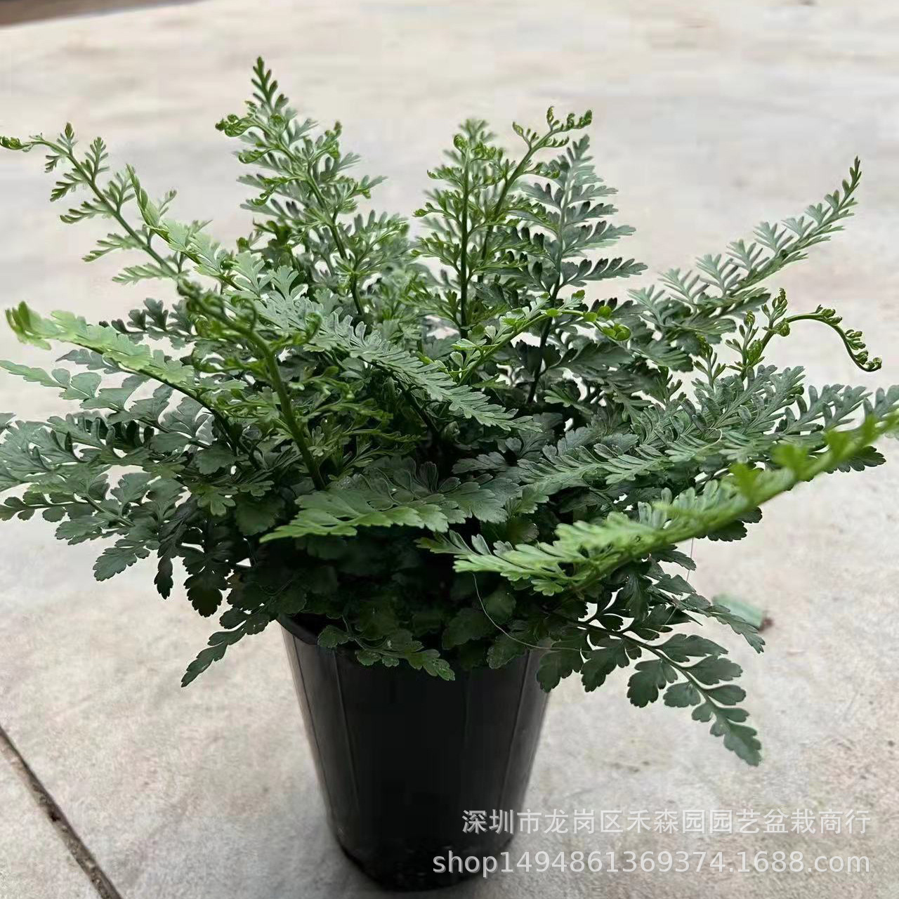 吉姆蕨室内客厅四季常青盆栽宝石蕨桌面造景蕨类净化空气观叶绿植