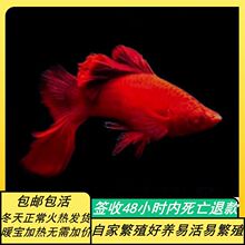 红箭鱼高鳍纯种红剑鱼活鱼高帆热带鱼鱼苗热带孔雀鱼狼牙帆菊花活