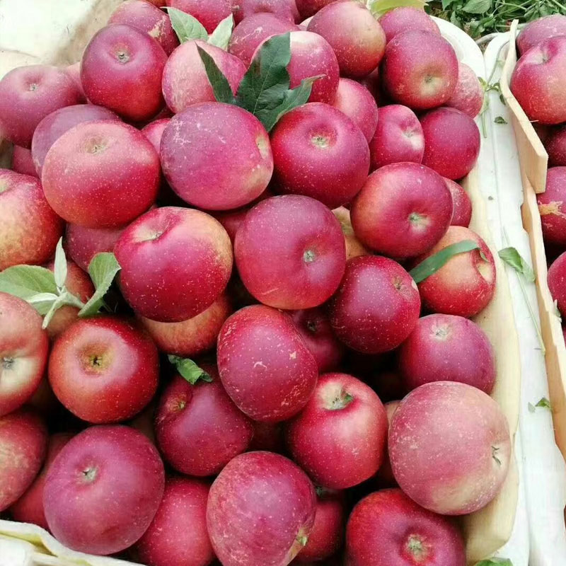 云南西北勒小苹果蒙自野生苹果冰糖心新鲜水果当季应季原生态水果