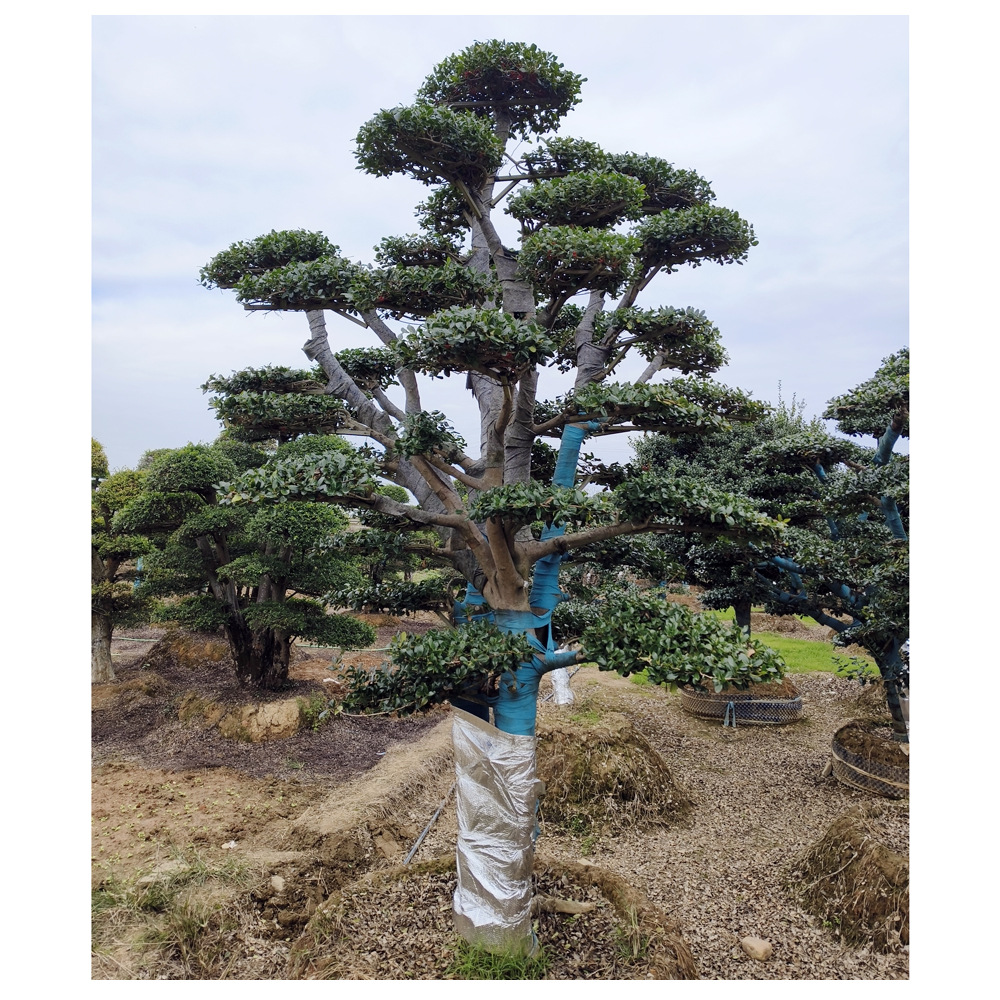 基地批发无刺构骨造型树，金玉满堂树桩，无刺构骨规格齐全鸿运果