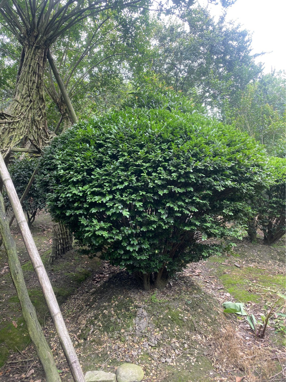 四川雀舌黄杨批发 黄杨球批发-阿里巴巴